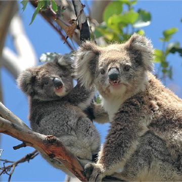 澳大利亚悉尼+布里斯班7日6晚拼小团