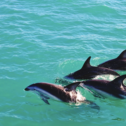 新西兰北岛+南岛12日9晚私家团