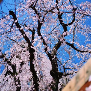日本东京6日5晚私家团
