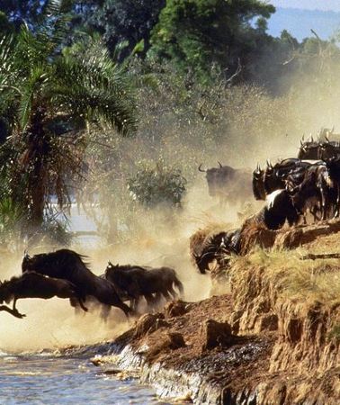 4D3N • 4 Days Group Joining Budget Safari To Masai Mara And Lake Nakuru