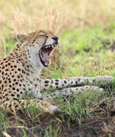 3D2N • 3 Days Maasai mara Private safari
