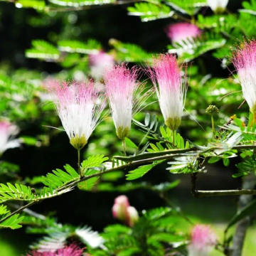 云南西双版纳+普洱7日6晚跟团游