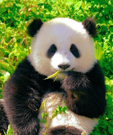 6日•重慶+重慶動物園+洪崖洞民俗風貌區+重慶兩江遊+磁器口古鎮