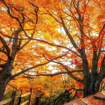 剑门关+光雾山旅游景区+米仓山国家森林公园+阆中古城+嘉陵江+成都6日5晚私家团