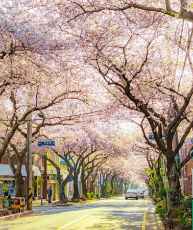 5D4N • South Korea · Jeju Island · Udo · Sheep Farm · 9. 81 Park · Seongsan · Eco Land Train: Transfer, 2-day car charter & 4-night hotel