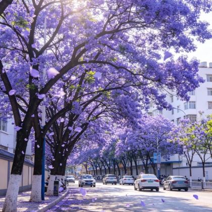 云南昆明+建水+元阳+普者黑景区+罗平+东川红土地+元谋土林+碧色寨风景区10日9晚私家团