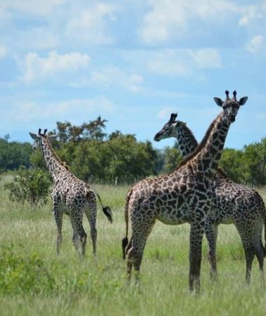 2D1N • 2 Days 1 Night Mikumi National Park from Dar es salaam