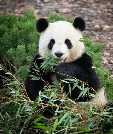 5D4N•Chengdu Deep Dive - Jiuzhaigou, Pandas, Sanxingdui Museum, Dujiangyan, Wuhou Shrine & Du Fu Thatched Cottage
