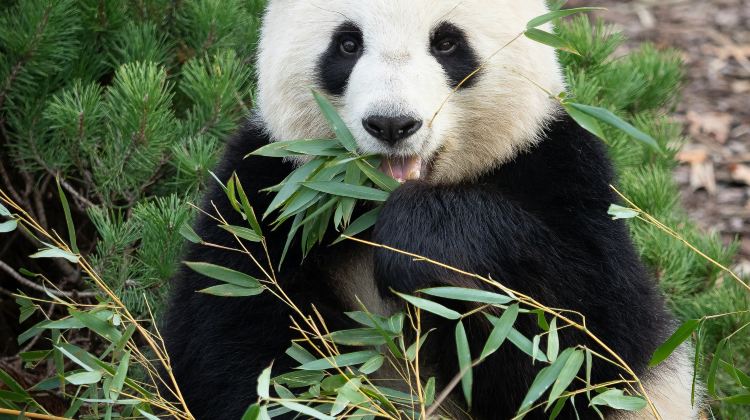 6D5N · Private Tours · Jiuzhaigou + Huanglong+ Panda Valley + Dujiangyan + Mt. Siguniang - Summer Escape - Airport Transfer included - Free Time in Chengdu