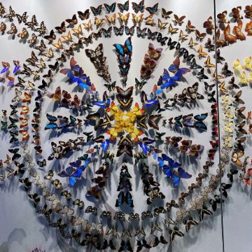 博物馆讲解 ·云南澄江化石地自然博物馆3H深度讲解亲子营·成人/儿童·金牌导游线下博物馆高端精讲品牌·穿越回五亿年前的寒武纪·上下午场可选·12人团 