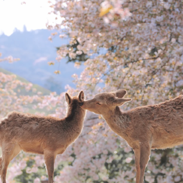 日本大阪5日4晚自由行
