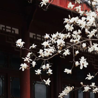 武汉+武汉大学+湖北省博物馆+黄鹤楼4日3晚跟团游