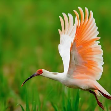 汉中+汉中龙头山国际旅游度假区+张良庙+紫柏山国家森林公园+长青华阳景区+汉江源景区+勉县武侯祠博物馆6日5晚私家团