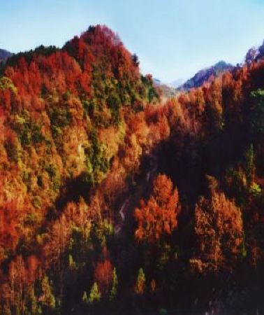 4日3晚 • 廣西4天團 · 桂林、陽朔深秋月柿4天純玩高鐵團  古東瀑布紅楓、靈川海洋鄉銀杏林、平樂桂江源山莊月柿園、竹筏夜遊遇龍河、原味灕江休閒竹筏、乘船遊一江四湖、東西巷、逍遙樓、陽朔西街