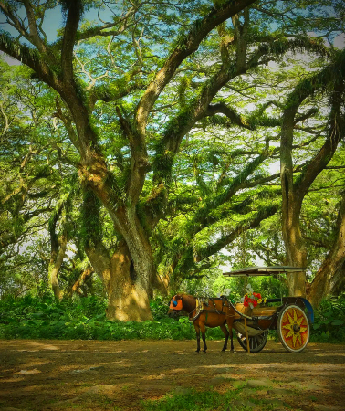 2D1N • Customize your trip: Indonesia + Banyuwangi + De Djawatan Forest, Pantai Rajegwesi, Teluk Hijau & Sukamade Beach