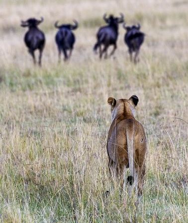 4D3N • 4 Days wildebeest lake nakuru masai mara safari