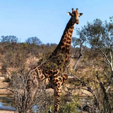 南非开普敦+好望角+克鲁格国家公园9日8晚私家团