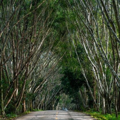 普洱+景迈山4日3晚拼小团