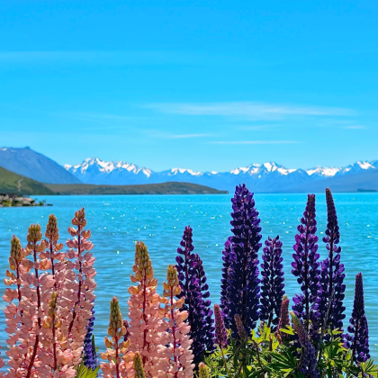 新西兰皇后镇+瓦纳卡+特卡波湖+凯库拉+基督城6日5晚私家团