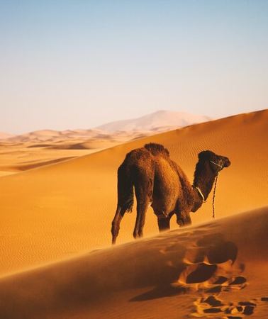 3D2N • Private 3 days 2 nights Roundtrip Tour in Oman