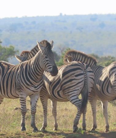 3D2N • 3 Day Kruger National Park Safari & Panorama Route