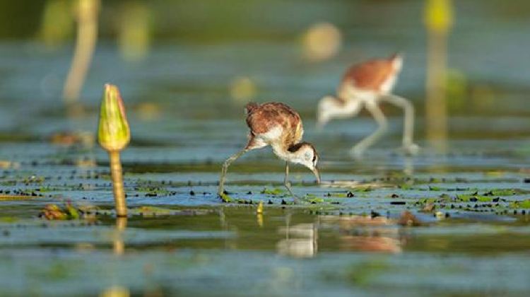 18-Day Cape Town to Victoria Falls Adventure Tour·Lambert's Bay, Orange River, Fish River Canyon, Keetmanshoop, Namib Desert, Swakopmund, Etosha National Park
