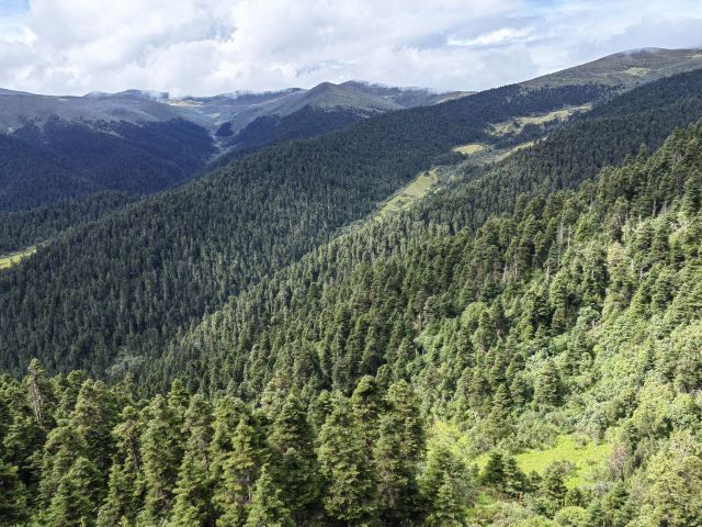 鲁朗林海风景区旅行图片 3