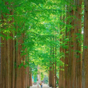 韩国首尔+南怡岛5日4晚私家团