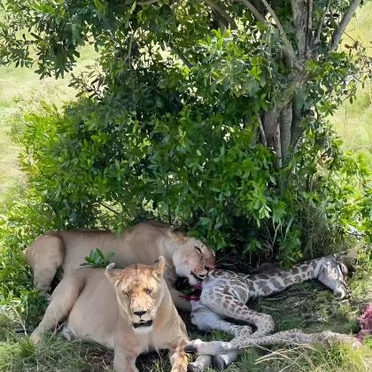 肯尼亚+坦桑尼亚11日10晚私家团