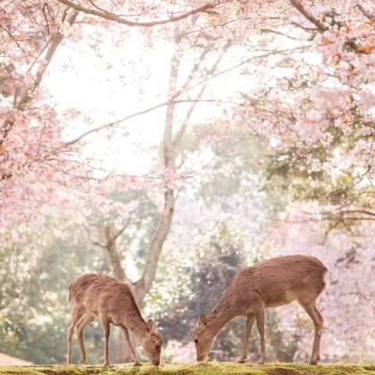 日本大阪+京都+奈良市5日4晚私家团