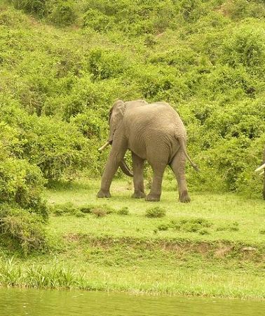 5D4N • 5-Day Gorilla Tour and Chimpanzee Tracking in Uganda