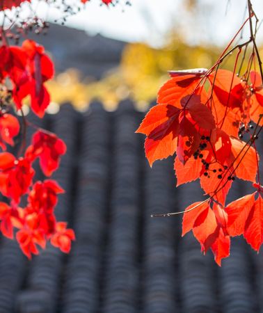 5D4N • Simatai Great Wall & W Town hidden in Beijing luxury tour: The Palace Museum + Temple of Heaven + Summer Palace