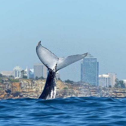 悉尼观鲸游船半日游