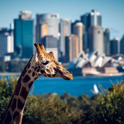 悉尼动物园一日游