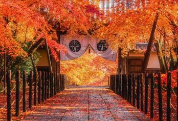日本京都一日游-琉璃光院-三千院-贵船神社-中文司导包车游【包车一日游，解锁旅行新方式！独立车辆配备经验丰富的老司机，为您量身打造专属行程。】