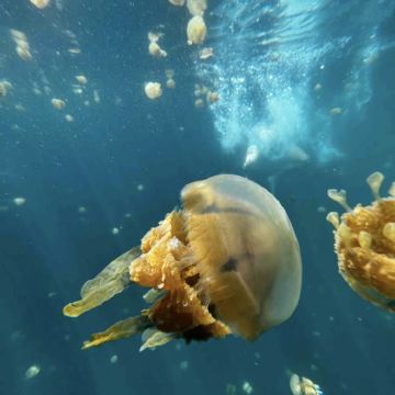 菲律宾锡亚高索霍湾&水母保护区一日游