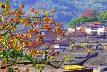 报名即送柿子2斤土鸡蛋30个、钱来山、利洋古村、翠屏湖一日游【报名送利阳炮弹柿子两斤！！土鸡蛋30个~】