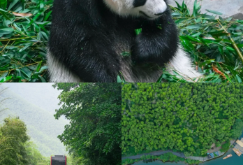 南山竹海门票+单火+双地轨+车接车送+导游讲解【10人小团】【私家小团无人打扰】