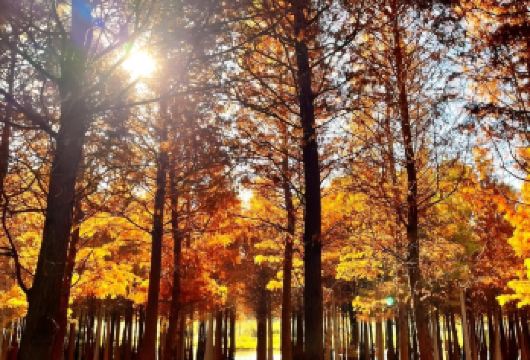 昆明滇池+民族村+海洪湿地+斗南花市一日游【小团私家团任选】【拼小团·私家团随心选，深度体验，远离大团走马观花，夫妻蜜月/亲子家庭出行力荐产品；】