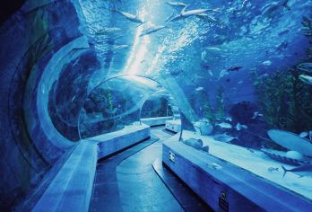 芜湖大白鲸海洋公园+鸠兹夜游演绎小镇一日游【2-8人小团】【探秘奇幻海洋，漫步古色街巷，打卡热门景点[沉浸海洋奇妙与徽派雅韵◆2-8 人精致小团]​】