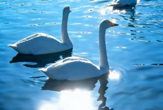 2-6人游新疆赛里木湖纯玩一日+车进景区+6H畅玩+上门接送【5-6H左右超长游览+上门接送+开车进景区（免排队免换乘）+专业司导+活动时间充足】