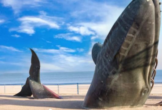 【8人团】养马岛打卡3H金沙滩孤独的鲸 虹口1920渔人码头【[度假优选]丨集合烟台精华景点｜不早起不赶行程｜精品拼小团出行｜粉色沙滩喂海鸥】