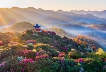 贵州毕节百里杜鹃一日游（独立包车/不赶早上门接送/纯玩）【独立出游，不拼车，家庭舒适游】