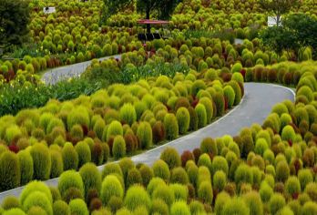 江南秋色一日游【花开海上生态园+枫泾古镇，周日儿童免费】【低于12人活动自动取消（只能原额退款或改其它同期成团线路，不做任何赔偿）】