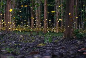 西双版纳中科院植物园夜游萤火虫一日游深度游【畅游植物王国 夜游萤火虫】