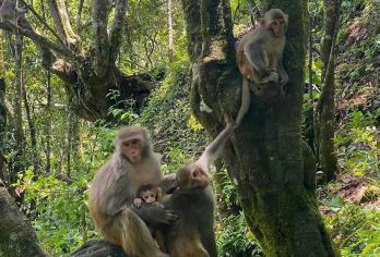 腾冲徒步火山黑鱼河“神柱谷”+森林野餐+猴子邂逅+龙川江漂流【火山遗迹+野生猴+森林野餐+朔溪+龙川江漂流，是自然探奇爱好者喜爱的天堂】