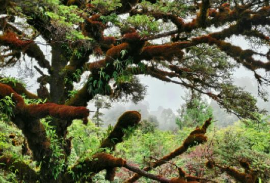 高黎贡山南段西之线毛毛球森林7公里轻徒步+毛毛球森林厨房【下车直达毛毛球森林，不需要走枯燥的路线】