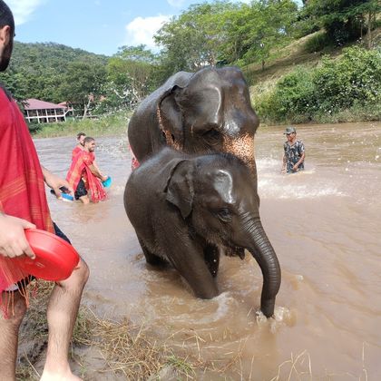 清迈Chok Chai大象营一日游