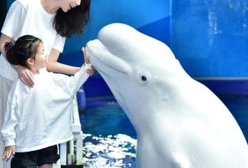 青岛极地海洋公园+坐船出海+栈桥+八大关+五四奥帆一日游【亲子游，老人和孩子均可参加的轻松线路，极地主馆+市区 HIGH翻天。】