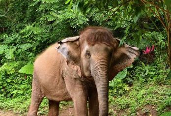 野象谷+曼掌村一日游【亲子路线+2-8人团+野象寻踪】【[懒人悠游]睡醒再出发，无需赶起，精气神儿开启元气满满的一天】